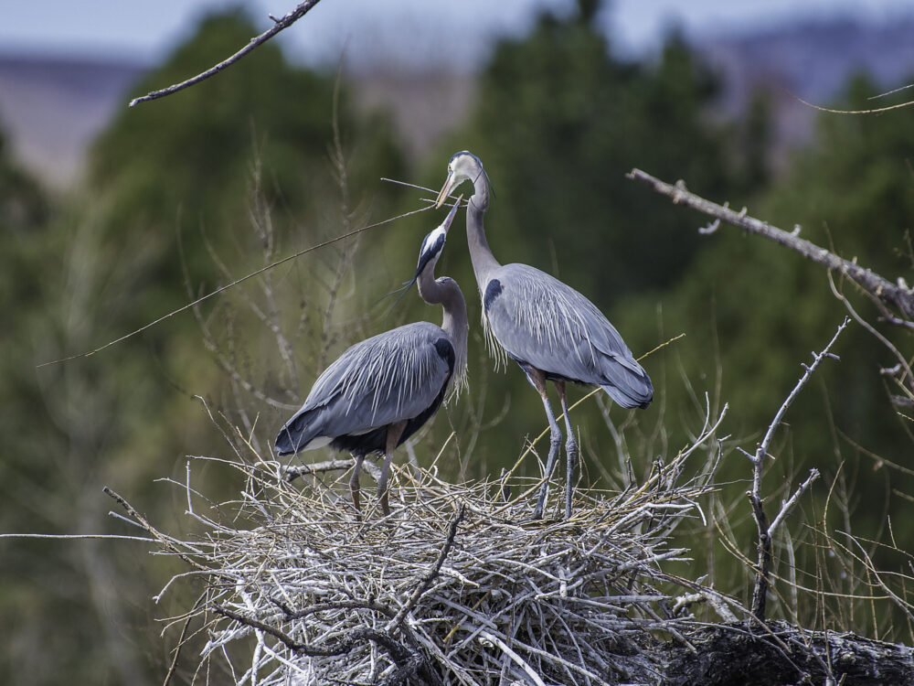 Great Blue Herons gathering sticks to prepare nest for babies.