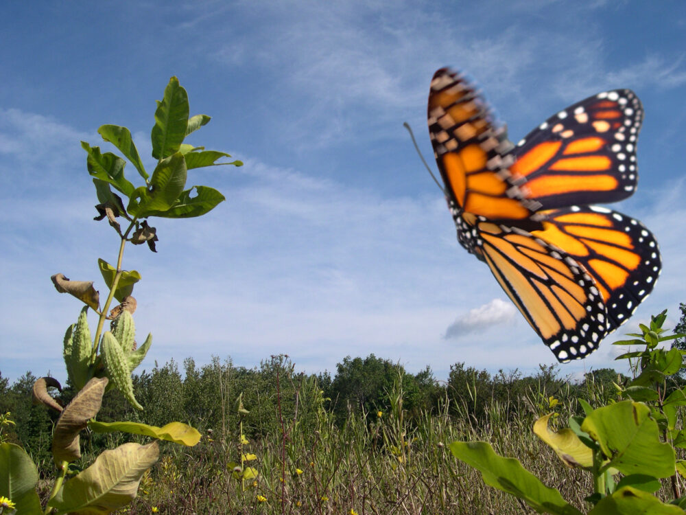 A flying monarch butterfly in a filed
