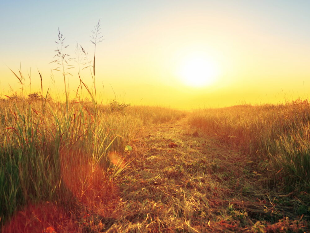 "Real"Landscape of grass field at sunset.